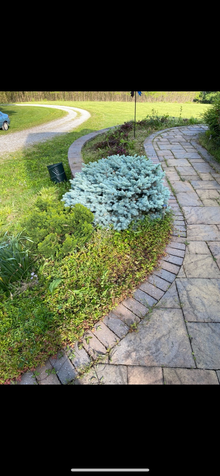Before Landscaping